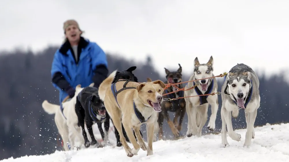 The Sedivackuv Long Dog Sled Race in Czech Republic