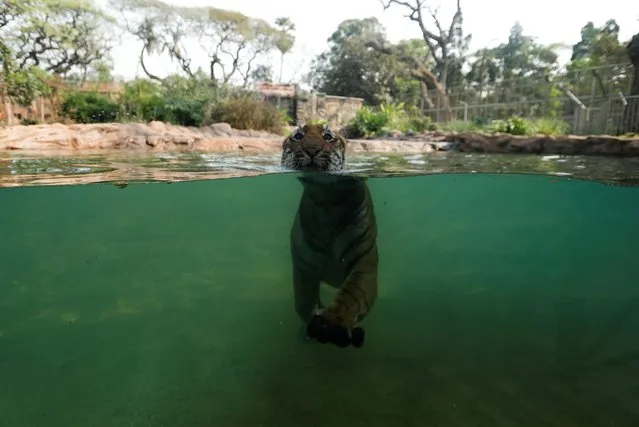 A tiger swims inside an enclosure at a zoo, after it reopened for the first time after the coronavirus disease (COVID-19) outbreak, in Mumbai, India, February, 15, 2021. (Photo by Francis Mascarenhas/Reuters)