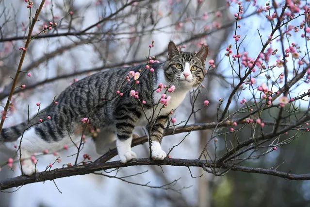 A cat sits on a plum tree at a park on February 7, 2021 in Kunshan, Jiangsu Province of China. (Photo by Wang Xuzhong/VCG via Getty Images)