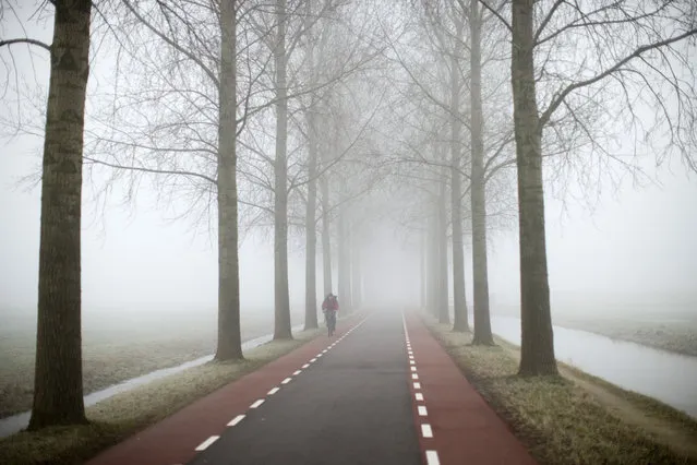 A cyclist rides on a foggy day in Amstelveen, near Amsterdam, Netherlands, Friday, January 23, 2015, where temperatures dropped to a few degrees below freezing point. (Photo by Peter Dejong/AP Photo)