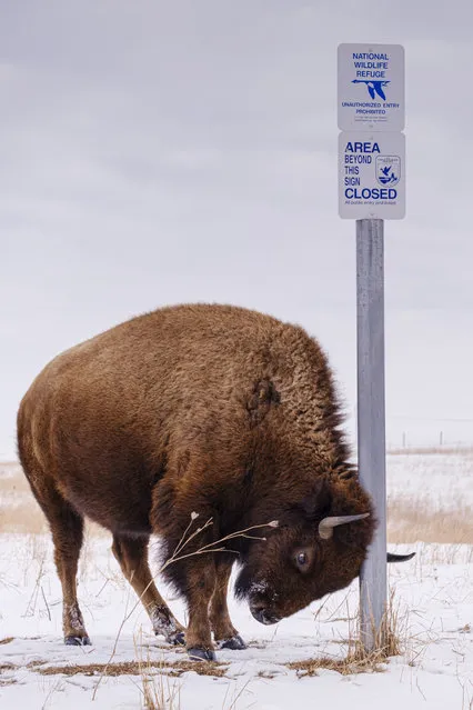 An American Bison (buffalo) rubs its head against a signpost in the Neal Smith National Wildlife Refuge near Prairie City, about 45 minutes from downtown Des Moines, Iowa on February 19, 2021. The Wildlife Refuge has the largest herd of wild bison in Iowa and the only herd of wild elk in Iowa. Both animals were once native to Iowa and common in the state, but were hunted to extinction in 19th century. Controlled herds were reintroduced in the mid 20th century. Both the bison and elk herds are carefully managed to maintain genetic diversity. (Photo by Jack Kurtz/ZUMA Wire/Rex Features/Shutterstock)