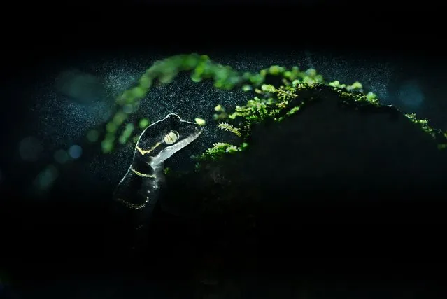2nd place in the into the forest category. Amboli, Maharashtra, India, 2022. The deccan banded gecko (Cyrtodactylus deccanensis) is an endemic species of the Western Ghats in India. This image was taken in the Amboli rainforest on a drizzly evening. Banded geckos are insectivorous animals that are about 15 centimetres long and seek warm and humid temperatures. (Photo by Soumya Ranjan Bhattacharyya/Environmental Photography Award)