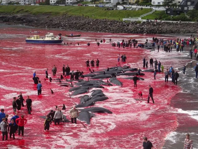 These graphic images show a pod of whale being rounded up and slaughtered by villagers on a remote Atlantic island on July 30, 2018. Every summer, thousands of pilot and beaked whales are massacred in bays across the Danish-owned Faroe Islands as inhabitants prepare for the harsh winter months ahead. Cambridge University student Alastair Ward was visiting the archipelago to celebrate his graduation when he and a friend stumbled across the bloodbath. He said: “I couldn't believe how many whales there were. They drove them into the bay with boats then hacked them to pieces. Even the children were getting involved, pulling on the ropes and jumping on the carcasses”. (Photo by Alastair Ward/Triangle News)