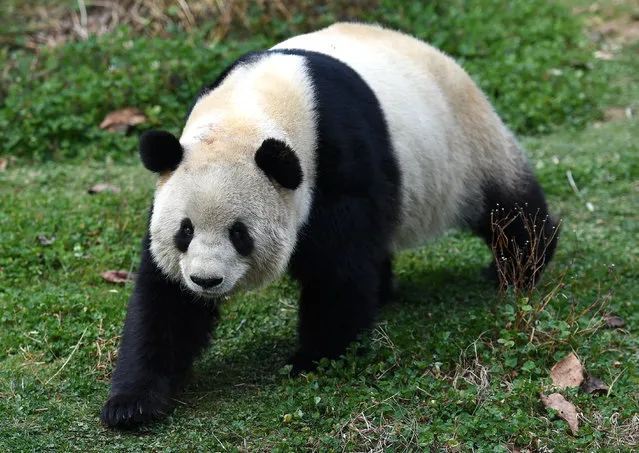 Giant panda Sijia takes a stroll at the Yunnan Safari Park in Kunming, capital of southwest China's Yunnan Province, February 11, 2015. The city's temperature arrived at 20 degrees Celsius in recent days. (Photo by Lin Yiguang/Xinhua)