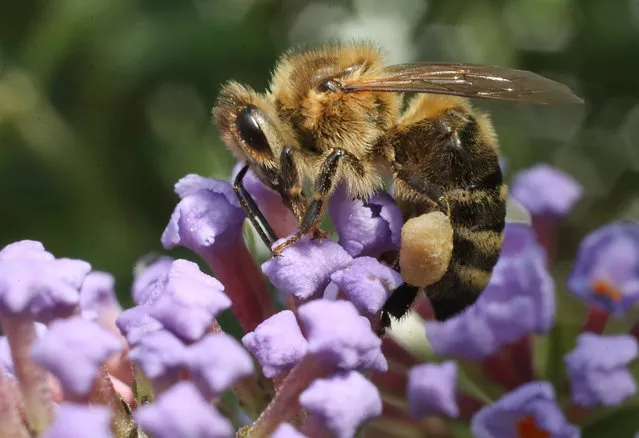 A honey bee (apis mellifera, in German called a Westliche Honigbiene) prods flowers for nectar in an urban garden in the city center on August 9, 2018 in Berlin, Germany. NABU (Naturschutzbund Deutschland, or Federation for Nature Protection Germany), Germany's biggest NGO for conservation and the study of nature, is leading an 'insect summer' project that calls on volunteers across Germany to take an hour and count the various insects they find in a particular location. Thousands of people, both in urban and rural locations, are taking part. The project, which runs through August 12, is designed to raise public awareness over Germany's insect diversity. A study released last year conducted by entomologists over several years showed a strong decline in the shear numbers of insects in Germany, presumably due to the use of pesticides by farmers and the disruption of natural habitats. (Photo by Sean Gallup/Getty Images)