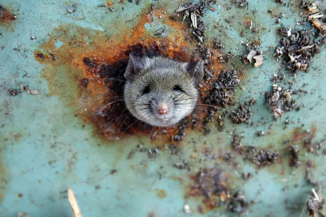 A rat's head rests as it is constricted in an opening in the bottom of a garbage can in the Brooklyn borough of New York, October 18, 2016. (Photo by Lucas Jackson/Reuters)