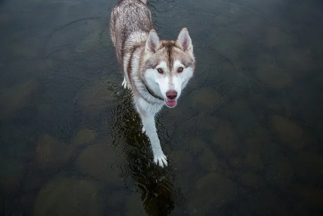 Husky dog Alaska walks on water in Northern Russia, January 2015. The miraculous images were taken after heavy rainfall landed on a frozen lake. The rare phenomenon was captured by the dog's owner Fox Grom. (Photo by Fox Grom/Visual Press Agency)