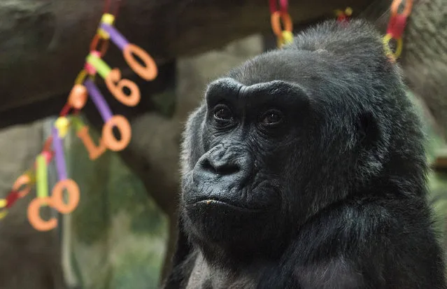 Colo, the nation's oldest living gorilla, sits inside of her enclosure during her 60th birthday party at the Columbus Zoo and Aquarium, Thursday, December 22, 2016 in Columbus, Ohio. Colo was the first gorilla in the world born in a zoo and has surpassed the usual life expectancy of captive gorillas by two decades. Her longevity is putting a spotlight on the medical care, nutrition and up-to-date therapeutic techniques that are helping lengthen zoo animals' lives. (Photo by Ty Wright/AP Photo)