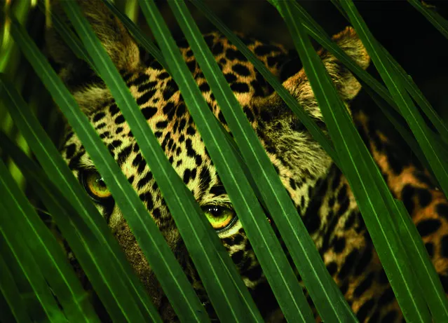 A leopard’s spotted coat provides camouflage in the dense forest. This image is featured in National Geographic's exhibition “Women of Vision: National Geographic Photographers on Assignment”. (Photo by Beverly Joubert/National Geographic)