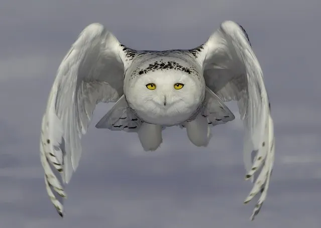 A beautiful snowy owl looks like she is flying above a cloud, but in fact she is gliding inches above a snowplain in a hunt for food. The owls fit in perfectly with their surroundings as both the male and female, which has darker markings on her feathers referred to as barres, hunt for voles. (Photo by Rick Dobson/Solent News/SIPA Press)