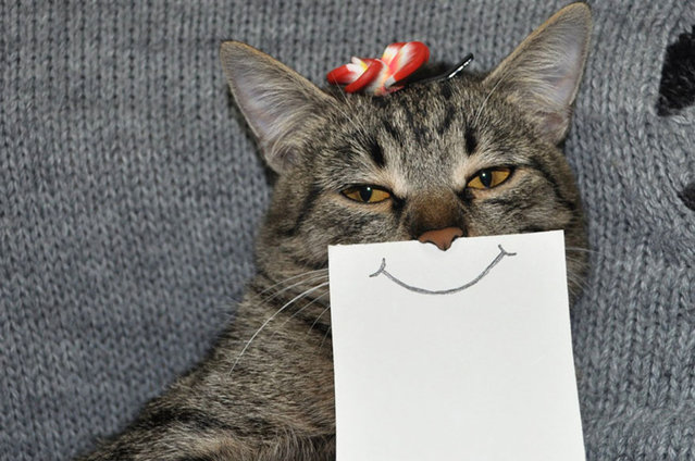 Funny Hand-Drawn Cat Facial Expressions