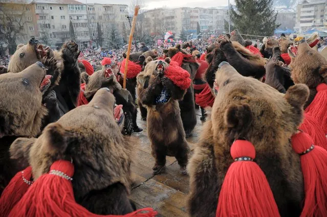 People wearing bear fur costumes dance during the annual bear ritual gathering in Comanesti, Romania, December 30, 2016. (Photo by Vadim Ghirda/AP Photo)