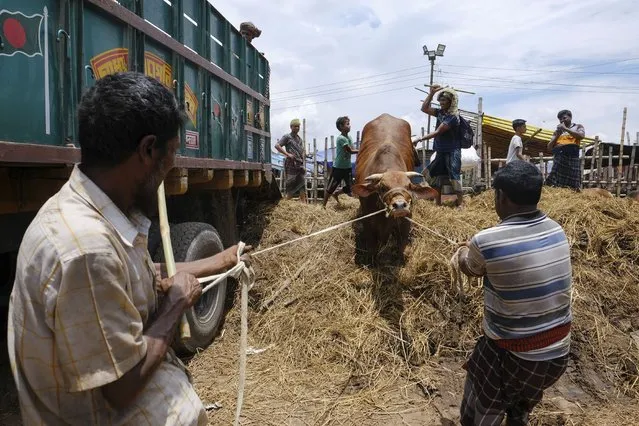 Cattle are unloaded from a truck for sale at Gabtoli cattle market ahead of Eid-al Adha in Dhaka, Bangladesh, Friday, July 16, 2021. (Photo by Mahmud Hossain Opu/AP Photo)