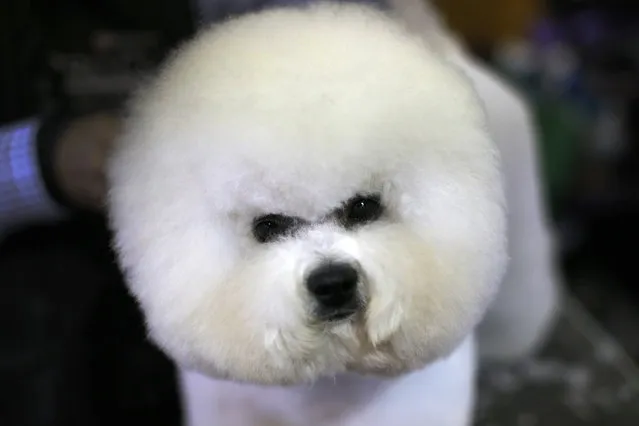 A Bichon Frise is groomed in the benching area before judging at the 2016 Westminster Kennel Club Dog Show in the Manhattan borough of New York City, February 15, 2016. (Photo by Mike Segar/Reuters)