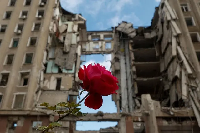 A rose flower is seen in front of the regional council building destroyed by a Russian missile strike in Mykolaiv, Ukraine on October 27, 2022. (Photo by Valentyn Ogirenko/Reuters)
