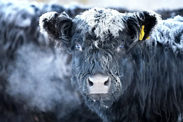 Frost forms on the back of Galloway cows on February 1, 2019 in Crainlarich in Scotland. The Met office have yellow be aware warnings still in place, as Scotland after temperatures plummetted to –15 in the coldest night of the year. (Photo by Jeff J. Mitchell/Getty Images)