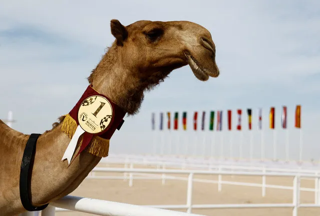 The first-place winner of a camel beauty contest poses for a photo at the 2022 FIFA World Cup, in Ash-Shahaniyah, Qatar on November 29, 2022. (Photo by Suhaib Salem/Reuters)