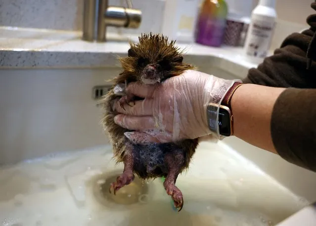 Owner Diane Cook bathes a European hedgehog at Prickly Pigs Hedgehog Rescue, as hedgehog rescues become increasingly busy due to hedgehogs coming out of hibernation early as a result of climate change, in Otley, Britain on January 3, 2024. (Photo by Molly Darlington/Reuters)