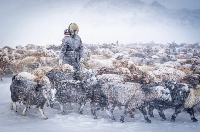 A herder in Bayan Ulgii, western Mongolia, braves driving snow as he move the family herd of livestock, including camels, horses and goats in January 2024. (Photo by Hirak Bhattacharjee/Solent News)