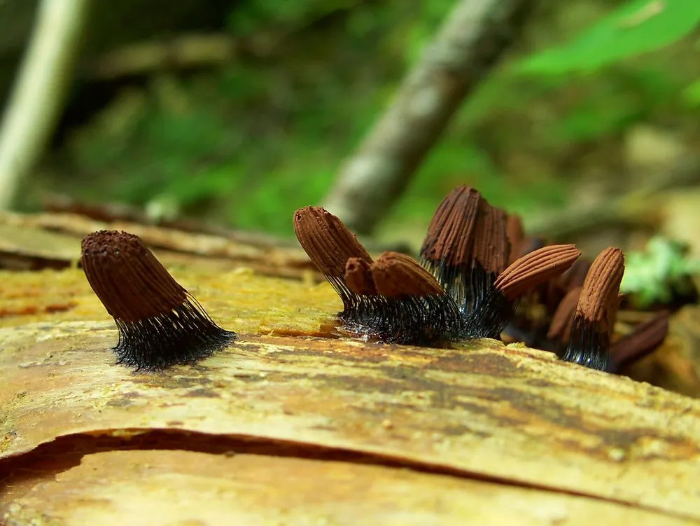 Stemonitis  Axifera