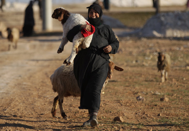 A woman, who fled with others the violence from Islamic State-controlled northern Syrian town of al-Bab, arrives with her herd of sheep in the rebel-held outskirts of the town, Syria February 3, 2017. (Photo by Khalil Ashawi/Reuters)