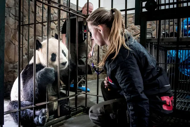 Danish zookeeper Pernille Goerup Andersen is seen with panda Xing Er at Chengdu Research Base of Giant Panda Breeding in Chengdu, China April 2, 2019. (Photo by Mads Claus Rasmussen/Ritzau Scanpix via Reuters)