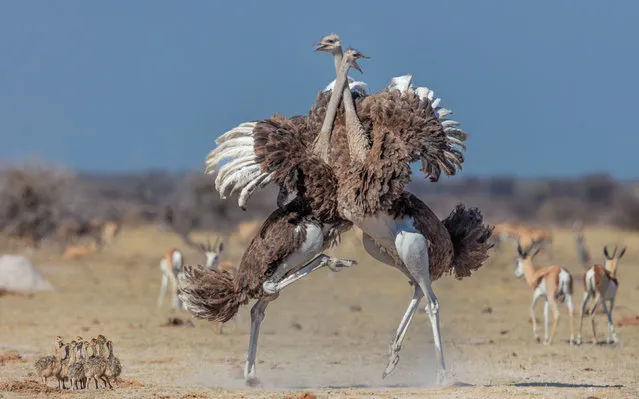 The two female ostrich fighting as the chicks look on in the Nxai Pan National park, Botswana late January 2023. (Photo by Jannes Drotsky/Solent News & Photo Agency)