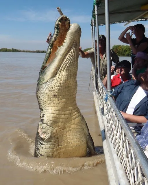 Crocodile Tourism in the Northern Territories, Australia on June 08, 2008: crocodile being fed. (Photo by James D. Morgan/Rex Features/Shutterstock)