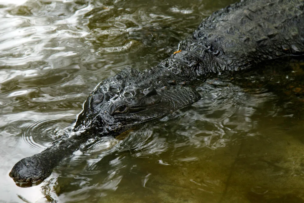 Crocodiles Bred at Abidjan's Zoo