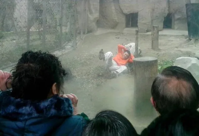 A female Bengali white tiger drags a man by his shirt after the man climbed into the enclosure, at a zoo in Chengdu, Sichuan province February 16, 2014. The man was slightly injured and was taken away by police after zoo staff tranquilized two female Bengali white tigers, local media reported. (Photo by Reuters/China Daily)