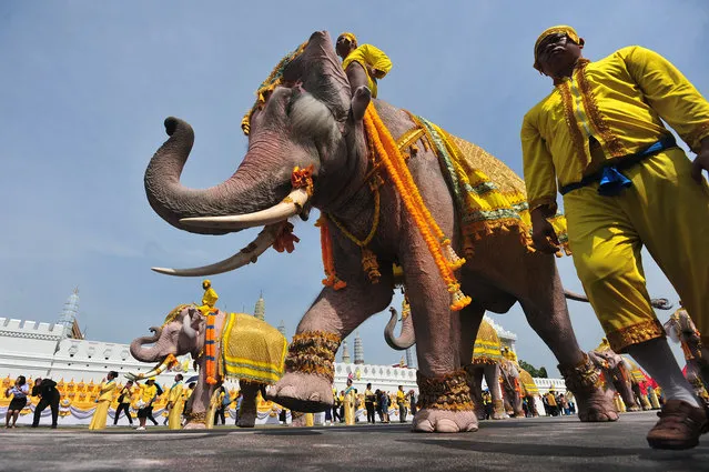 Elephants are paraded outside the Grand Palace in honor of Thailand's King Maha Vajiralongkorn following his coronation ceremony in Bangkok, Thailand, Tuesday, May 7, 2019. (Photo by Rachen Sageamsak/Xinhua News Agency/Barcroft Images)