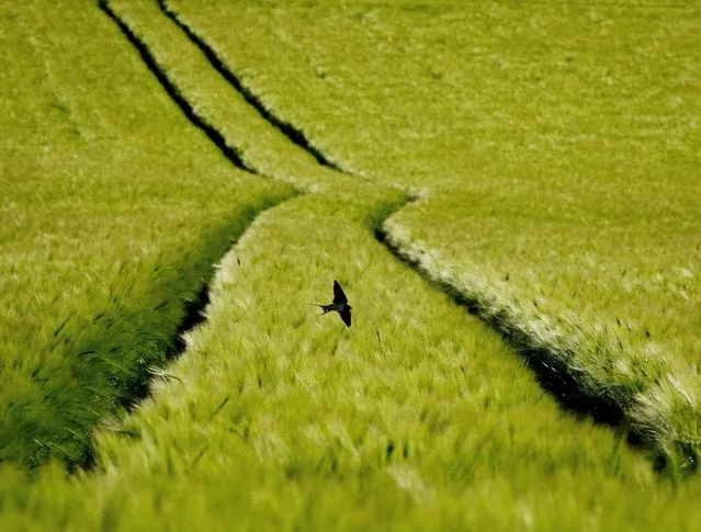 A swallow flies over a field of wheat in the outskirts of Frankfurt, Germany, Monday, May 13, 2019. (Photo by Michael Probst/AP Photo)