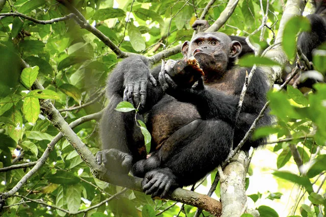 A wild chimpanzee eats a tortoise, scooping out the meat after cracking the hard shell against a tree trunk, at the Loango national park on the coast of Gabon, in this photo provided by the Max Planck Institute. Researchers from the institute and the University of Osnabrück said they had spotted the unusual behaviour dozens of times in a group of chimpanzees. (Photo by Erwan Theleste/AP Photo)