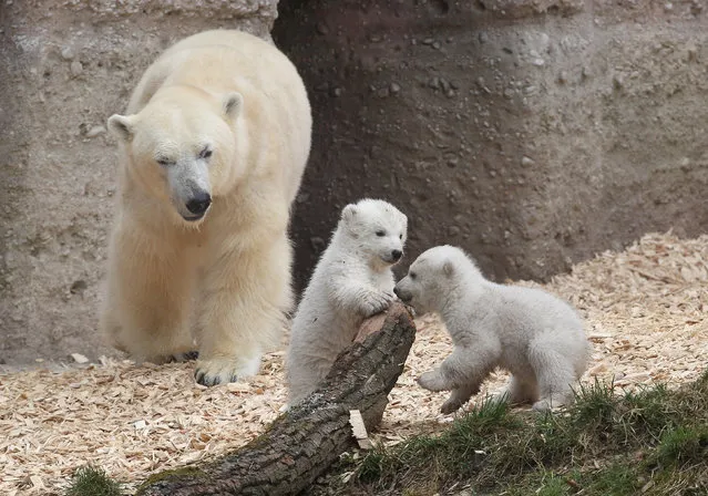 14 week-old twin polar bear cubs play next to their mother Giovanna during their first presentation to the media in Hellabrunn zoo on March 19, 2014 in Munich, Germany. (Photo by Alexandra Beier/Getty Images)