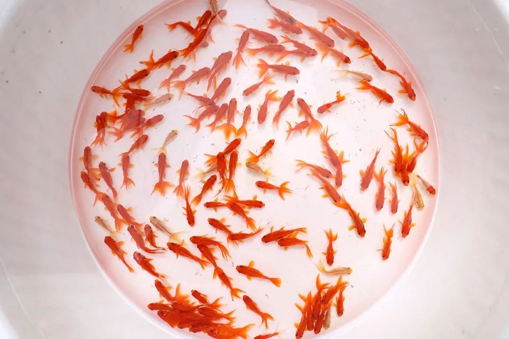 A Look at Life in Iran