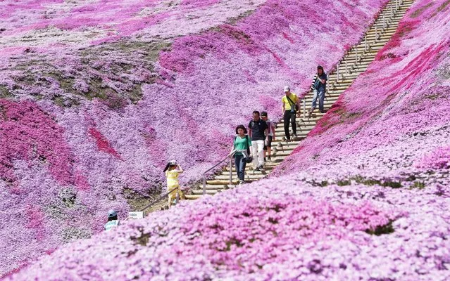 Visitors stroll through a carpet of moss flowers, called shibazakura in Japanese, in full bloom at Shibazakura Park in the Hokkaido town of Ozora on May 19, 2019. (Photo by Kyodo News via Getty Images)