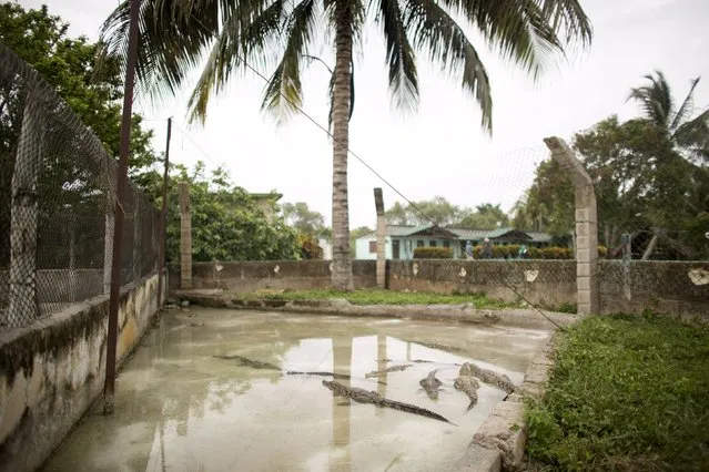 Baby Cuban crocodiles (Crocodylus rhombifer) which arrived from Havana National Zoo, lie in a water enclosure at a hatchery at Zapata Swamp National Park, June 4, 2015. Ten baby crocodiles have been delivered to a Cuban hatchery in hopes of strengthening the species and extending the bloodlines of a pair of Cuban crocodiles that former President Fidel Castro had given to a Soviet cosmonaut as a gift in the 1970s. Picture taken June 4, 2015. REUTERS/Alexandre Meneghini 
