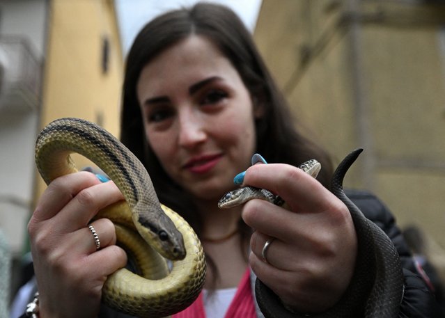 A woman poses with her snakes before the procession of St Dominic in the village of Cocullo, central Italy, on May 1st, 2024, as part of the traditional festival of the “Serpari” (snake catchers). All the snakes found days before the festival are identified with a microchip, measured, weighed and subjected to laboratory tests by biologists as part of a study on the sensitivity of snakes to seismic movements. Each first of May the small village of Cocullo honors St. Dominic di Sora, patron saint protecting against snakebites and toothache. Photo by Tiziana Fabi/AFP Photo)