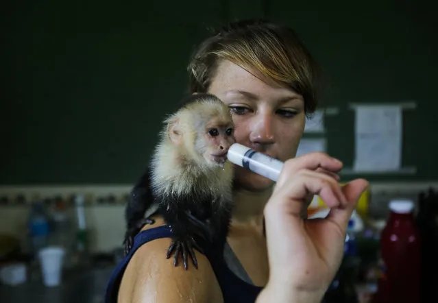 German volunteer Katerine Scholz feeds a cappuccino monkey at the National Zoo in Managua, 20 km southeast of the Nicaraguan capital, on April 22, 2016.
Nicaragua's zoo, with over 400 animals of various species, is going through a financial crisis and is having problems to protect and conserve wildlife under their protection, sources said that centre. (Photo by Inti Ocon/AFP Photo)
