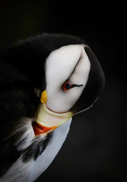 Sebastian Velasquez, youth winner. Seward, Alaska, US. Unlike the Atlantic and tufted puffins, which dig tunnels in soil for their nests, the horned puffin usually lays its single egg deep in a crevice among rocks. Such nest sites are harder to access for study, and the habits of this north Pacific species are not as well known as those of its relatives. (Photo by Sebastian Velasquez/Audubon photography awards)
