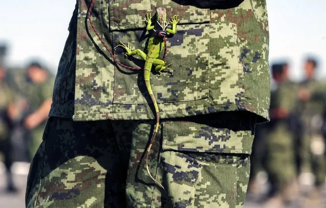 An iguana hangs from the uniform of a Mexican soldier during the burning of marijuana, heroin, cocaine and methamphetamine at a military base in Monterrey, Nuevo Leon state April 8, 2014. The Mexican Army burnt more than 17.5 tons of drug seized to groups of drug traffickers from the north of the country, reported a military authority. (Photo by Julio Cesar Aguilar/AFP Photo)