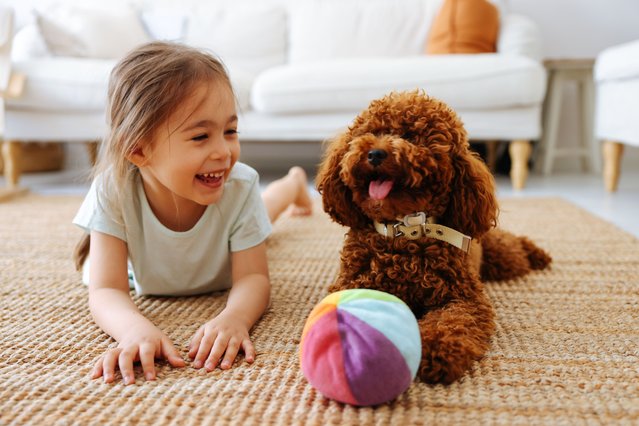Love between pet and little owner, little and toy poodle. cuddling at house. (Photo by ozgurcankaya/Getty Images)