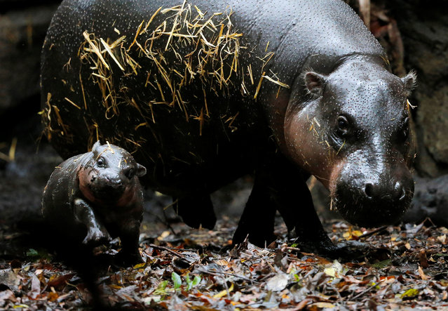 Taronga Zoo's yet-unnamed Pygmy Hippo calf, born on February 21, goes on public display for the first time in alongside her mother Kambiri in Sydney, Australia, March 17, 2017. (Photo by Jason Reed/Reuters)