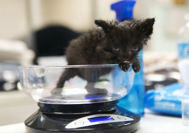 In this Thursday, April 3, 2014 photo, Harvey is weighted, after being bottle fed, to monitor his progress at the Best Friends Animal Society kitten nursery in the Mission Hills area of Los Angeles. Tens of thousands of people who think they are saving abandoned wild kittens by taking them to shelters are hastening their deaths because most shelters don't have round-the-clock staffs to care for them. (Photo by Damian Dovarganes/AP Photo)