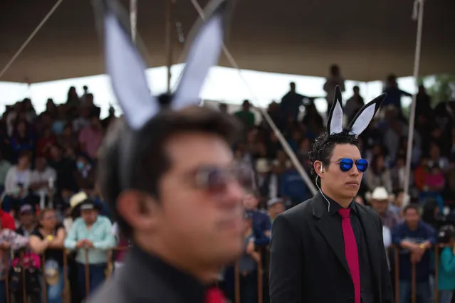 In this May 1, 2016 photo, men wearing donkey ears and costumed as part of the security detail walk alongside a donkey and pig dressed as Donald Trump, during the costume competition at the annual donkey festival in Otumba, Mexico state, Mexico. Four families dressed their donkeys in likenesses of the U.S. presidential candidate who has vowed to build a border wall to keep out Mexican immigrants he's called “rapists”. The entrant featuring the costumed pig carried a sign declaring, “Impostor! I'm the real Donald Trump!” while another group's sign read “If I win the 12,000 peso prize, I'll put a wall between Otumba and Teotihuacan”, referring to the famed pre-Aztec city of pyramids nearby. (Photo by Rebecca Blackwell/AP Photo)