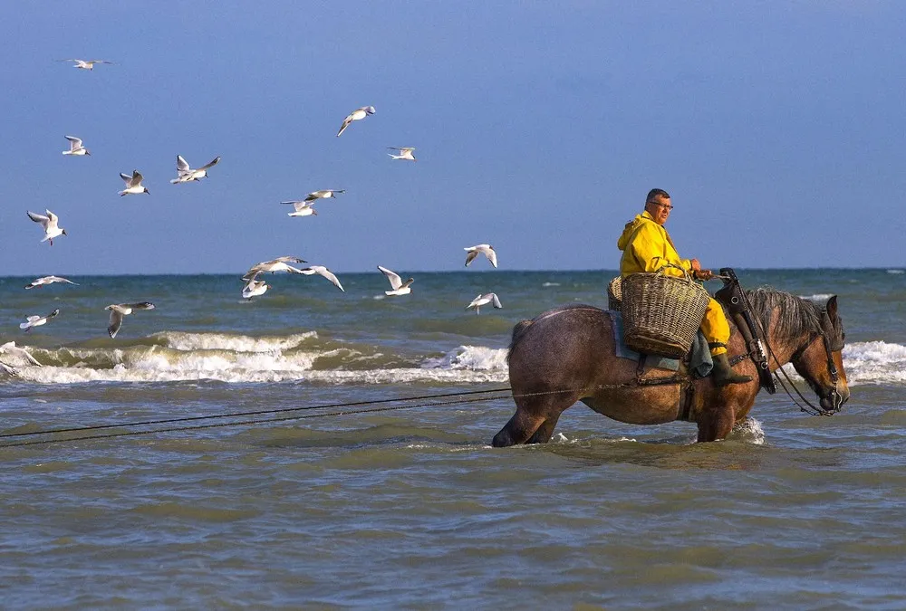 Shrimp Fishing on Horseback in Belgium