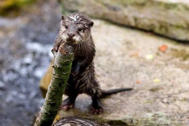 Four Asian small-clawed otter pups, born in January, join their family to play, tumble and tussle at their public debut Thursday, April 24, 2014, at Woodland Park Zoo in Seattle, Wash. (Photo by Jordan Stead/AP Photo/Seattlepi.com)