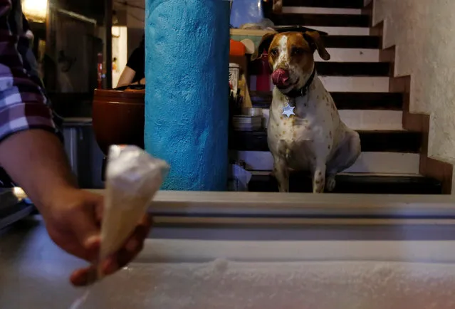 A dog looks at an ice cream at an ice-cream shop where ice cream is designed especially for canines in Mexico City, Mexico April 9, 2017. (Photo by Carlos Jasso/Reuters)