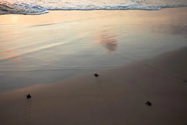 Newly-hatched baby sea turtles make their way into the Mediterranean Sea for the first time, as part of the Israeli Sea Turtle Rescue Center's conservation programme, at a beach near Mikhmoret north of Tel Aviv, Israel September 9, 2019. (Photo by Amir Cohen/Reuters)