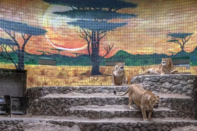 Lions at Kyiv Zoo, amid the Russian invasion of Ukraine, in Kyiv (Kiev), Ukraine, 08 March 2022. Many animals are extremely stressed, showing the reaction to air raid sirens, and sound of explosions, the zoo employees say. The heavy fighting near Kyiv Zoo was on the first days of the Russia-Ukraine war. As for now around 50 zookeepers taking care of the animals in the zoo. (Photo by Roman Pilipey/EPA/EFE)